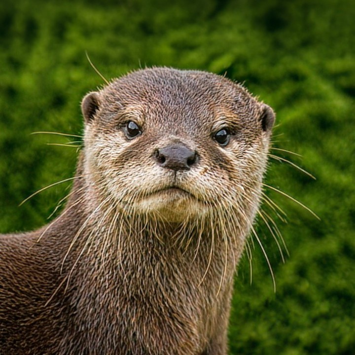 Tierpatenschaft Otter inkl. einer Tageskarte