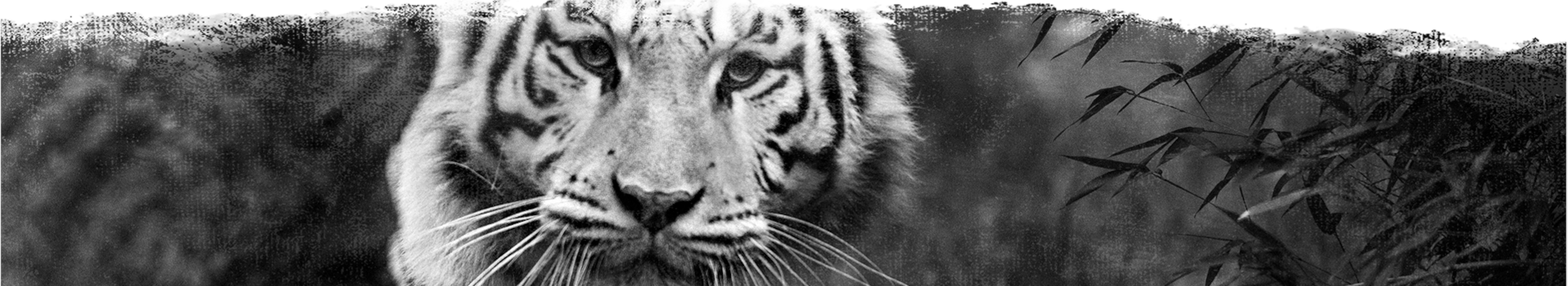 tiger-footer